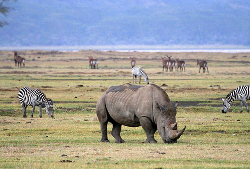 ngorongoro