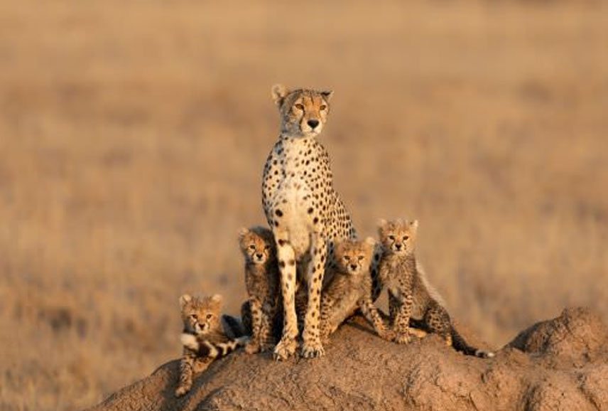 serengeti-one
